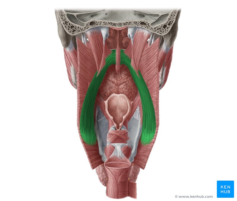 Palatopharyngeal muscle - dorsal view