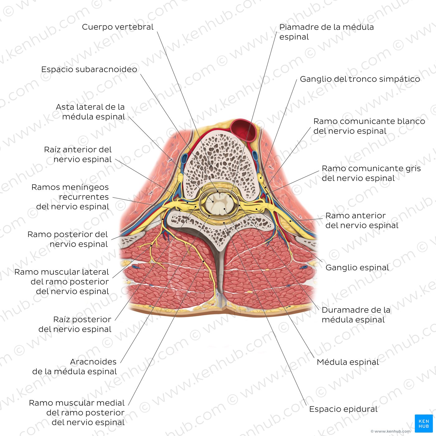 Inervación del dorso: Ramos de los nervios espinales