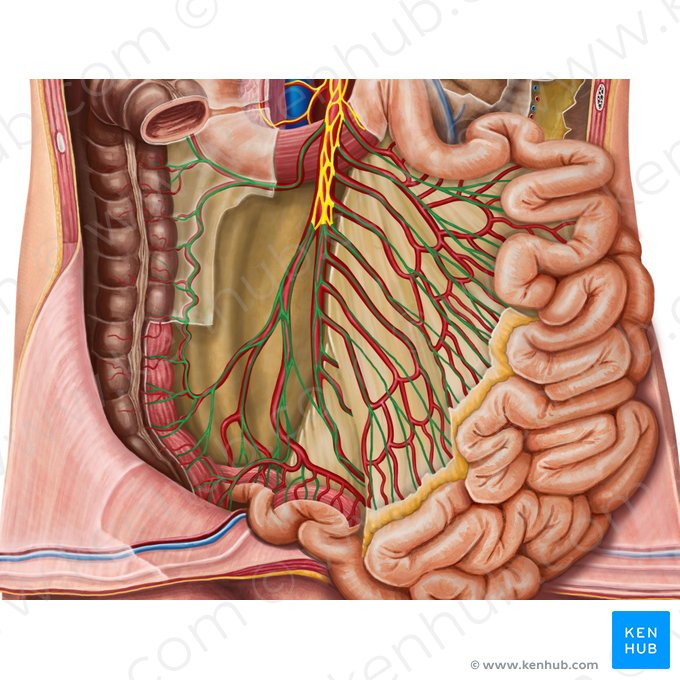 Plexo periarterial (Plexus periarterialis); Imagen: Irina Münstermann