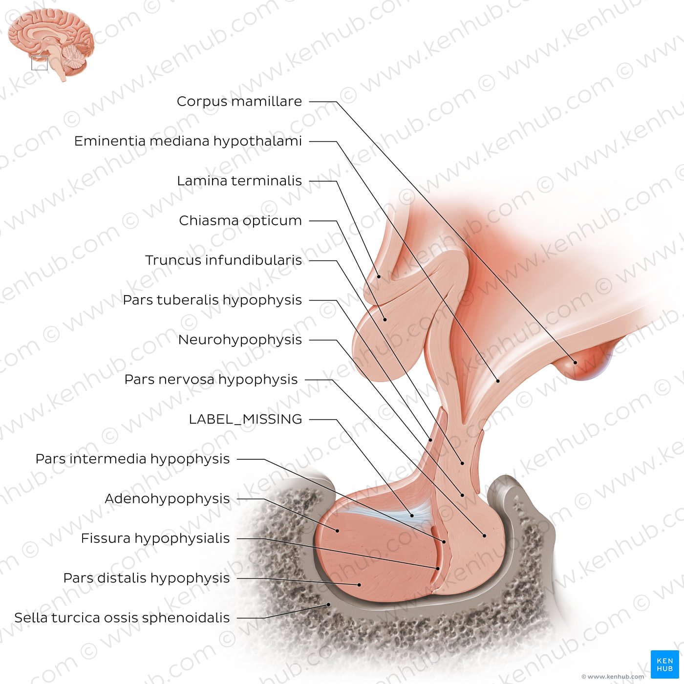 Pituitary gland: Overview