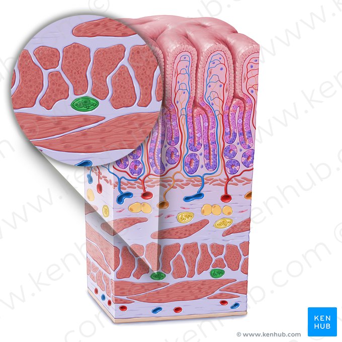 Myenteric plexus (of Auerbach) (Plexus myentericus); Image: Paul Kim