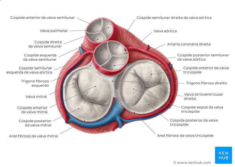 Esquema das valvas cardíacas