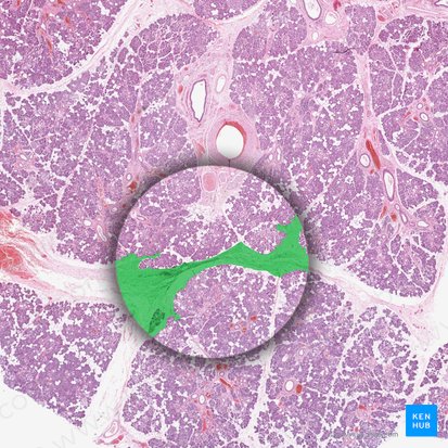 Septum interlobularis (Interlobuläres Septum); Bild: 