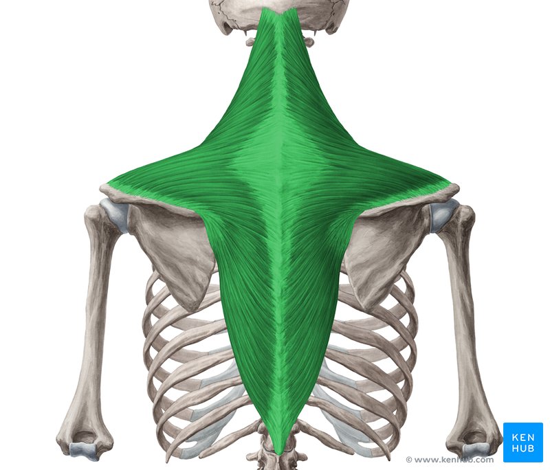 Músculo trapézio - vista posterior