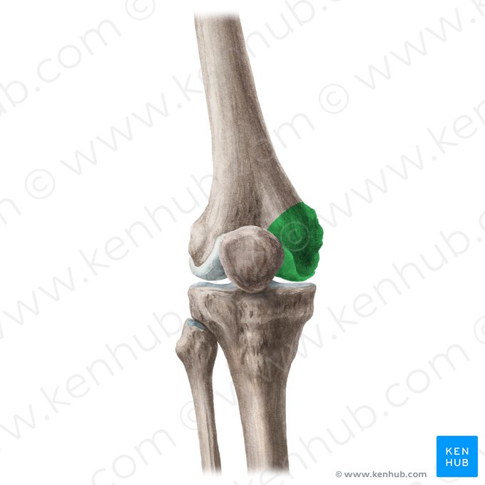 Côndilo medial do fêmur (Condylus medialis ossis femoris); Imagem: Liene Znotina