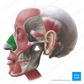 Musculus nasalis (Nasenmuskel); Bild: Yousun Koh