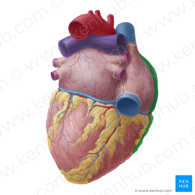 Borde derecho del corazón (Margo dexter cordis); Imagen: Yousun Koh