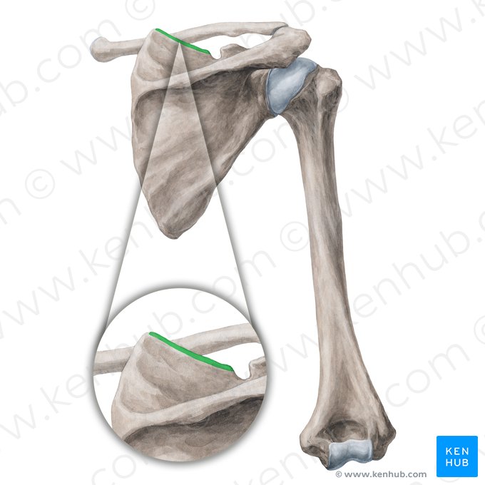 Borda superior da escápula (Margo superior scapulae); Imagem: Yousun Koh