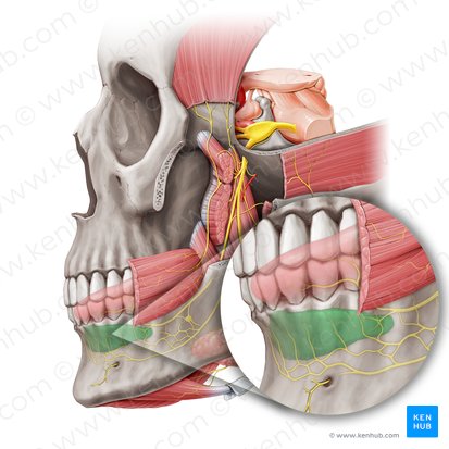 Glándula sublingual (Glandula sublingualis); Imagen: Paul Kim