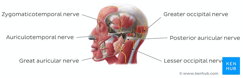 Superficial nerves of the head - lateral view