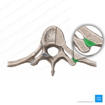 Tubercle of rib (Tuberculum costae); Image: Begoña Rodriguez