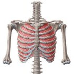 Muscles de la paroi thoracique