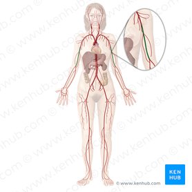 Brachial artery: Anatomy and branches | Kenhub
