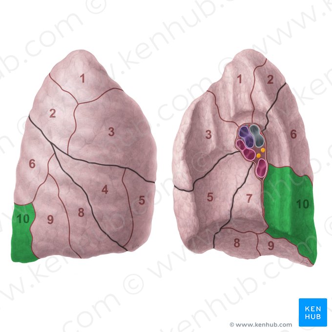 Segmentum basale posterius pulmonis dextri (Hinteres basales Segment der rechten Lunge); Bild: Paul Kim