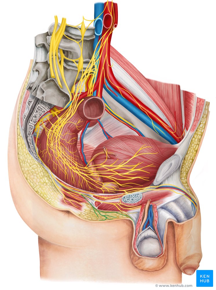 Nervos escrotais posteriores (vista lateral direita)