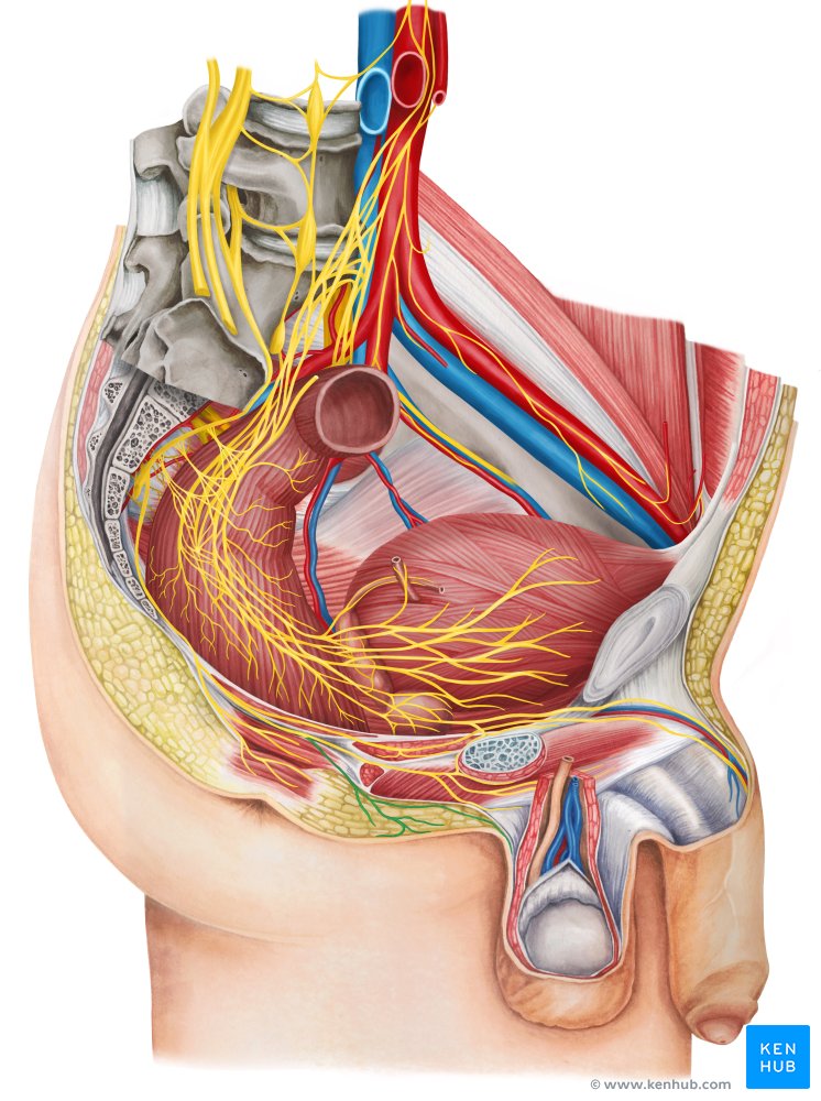 Posterior scrotal nerves - lateral-right view