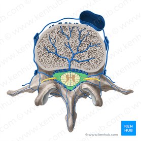 Vertebral foramen (Foramen vertebrale); Image: Paul Kim