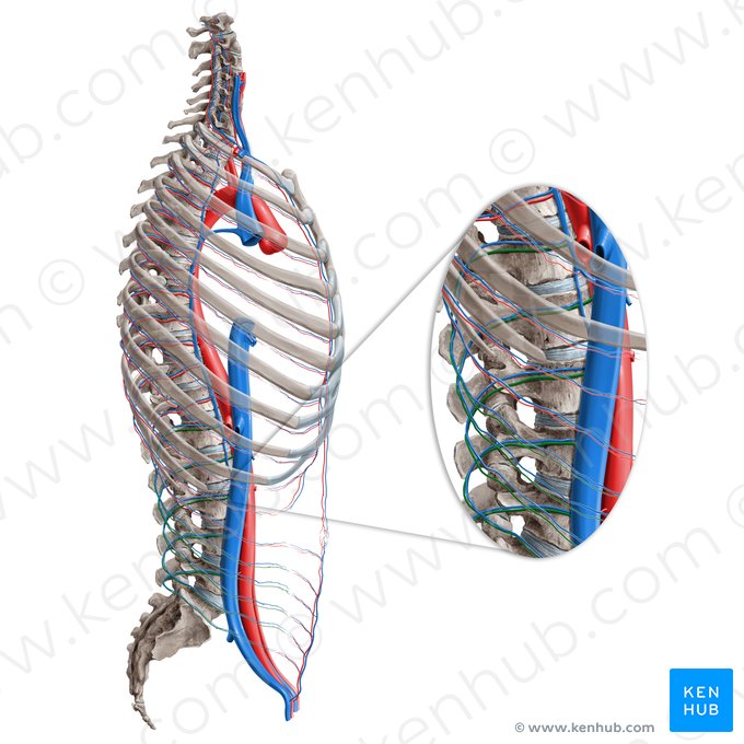 Arteriae lumbales (Lendenarterien); Bild: Paul Kim