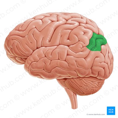 Angular gyrus (Gyrus angularis); Image: Paul Kim