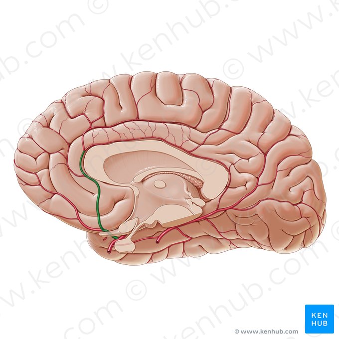 Arteria cerebral anterior (Arteria anterior cerebri); Imagen: Paul Kim