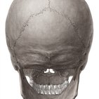 Posterior and lateral views of the skull