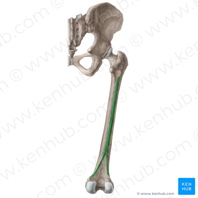 Linha áspera do fêmur (Linea aspera ossis femoris); Imagem: Liene Znotina
