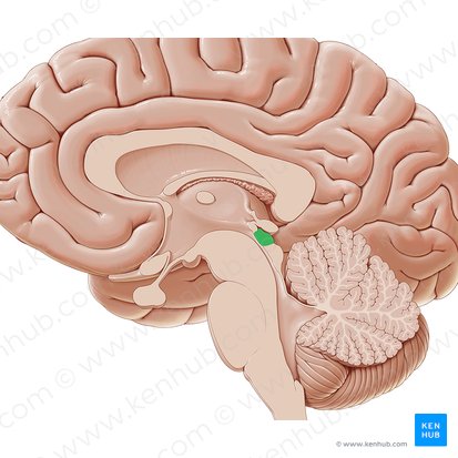 Superior colliculus (Colliculus superior); Image: Paul Kim