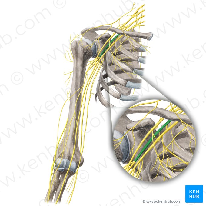 Posterior cord of brachial plexus (Fasciculus posterior plexus brachialis); Image: Yousun Koh