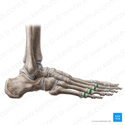 2nd - 5th metatarsophalangeal joints (Articulationes metatarsophalangeae 2-5); Image: Liene Znotina