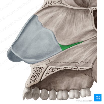 Processo posterior da cartilagem do septo nasal (Processus posterior cartilaginis septi nasi); Imagem: Yousun Koh