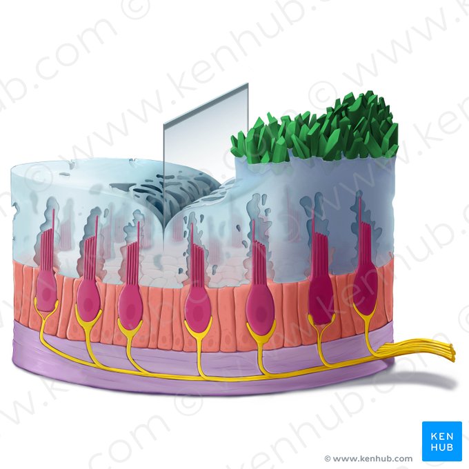 Statoconium; Image: Tal Bavli Ziv