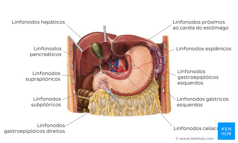 Vasos linfáticos e linfonodos do estômago e do fígado