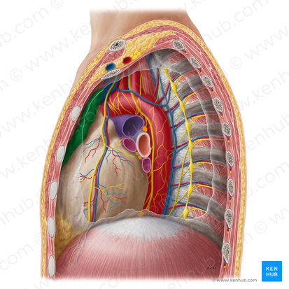 Timo (Thymus); Imagen: Yousun Koh
