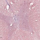 Spinal cord histology