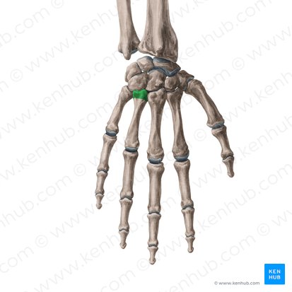 Base do 4.º metacarpal (Basis ossis metacarpi 4); Imagem: Yousun Koh