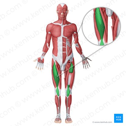 Músculo recto femoral (Musculus rectus femoris); Imagen: Irina Münstermann