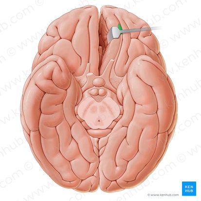 Bulbo olfatorio (Bulbus olfactorius); Imagen: Paul Kim