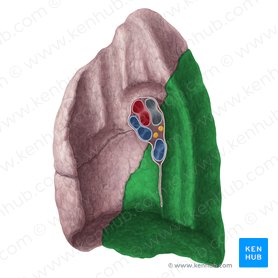 Lóbulo inferior del pulmón (Lobus inferior pulmonis); Imagen: Yousun Koh