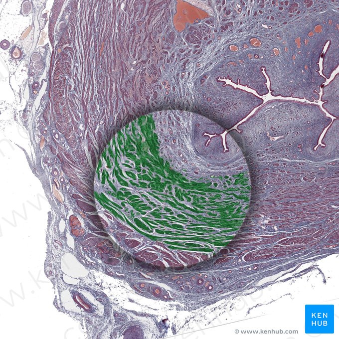 Longitudinal muscle (Musculus longitudinalis); Image: 