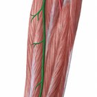 Arteries of the leg and foot