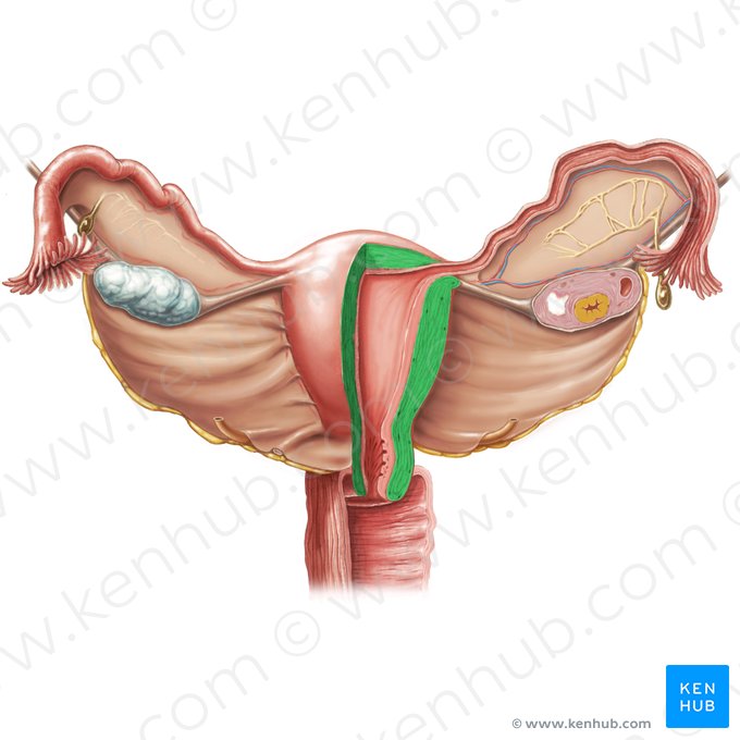 Miométrio (Myometrium); Imagem: Samantha Zimmerman