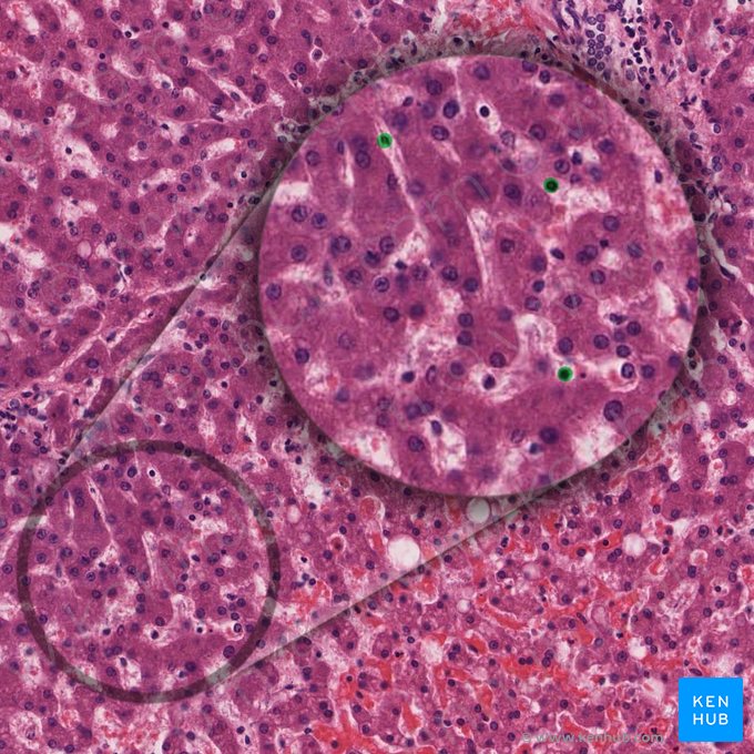Macrophage étoilé (cellule de Kupffer) (Macrophagocytus stellatus); Image : 