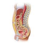 Peritoneal relations