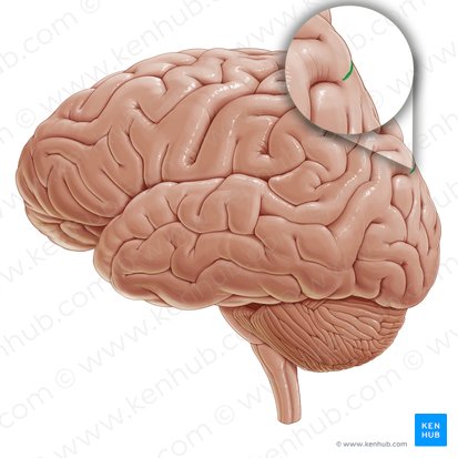 Sulco parieto-occipital (Sulcus parietooccipitalis); Imagem: Paul Kim