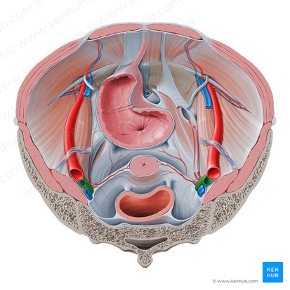 Artéria ilíaca interna (Arteria iliaca interna); Imagem: Paul Kim