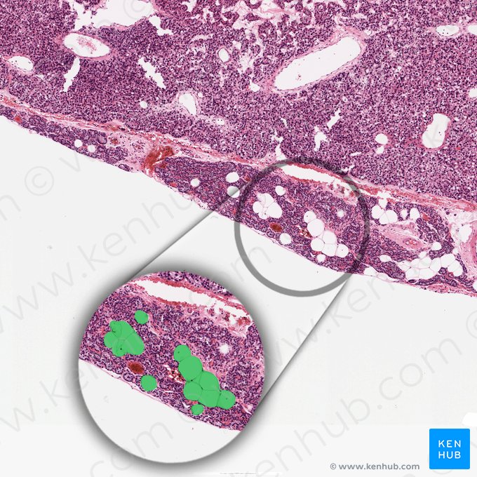 Adipocyte (Adipocytus); Image: 