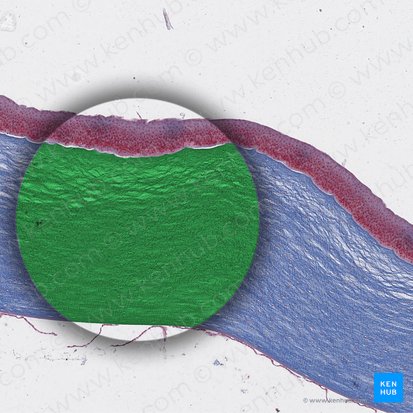 Corneal stroma (Stroma corneae); Image: 