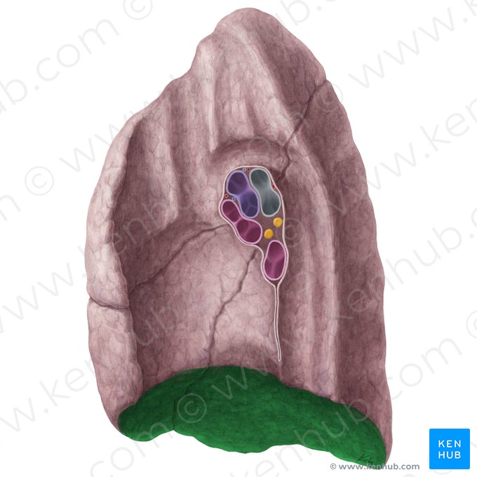 Diaphragmatic surface of right lung (Facies diaphragmatica pulmonis dextri); Image: Yousun Koh