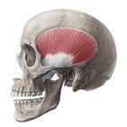 Temporal muscle