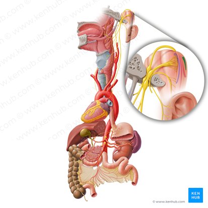 Núcleo posterior do nervo vago (Nucleus posterior nervi vagi); Imagem: Paul Kim